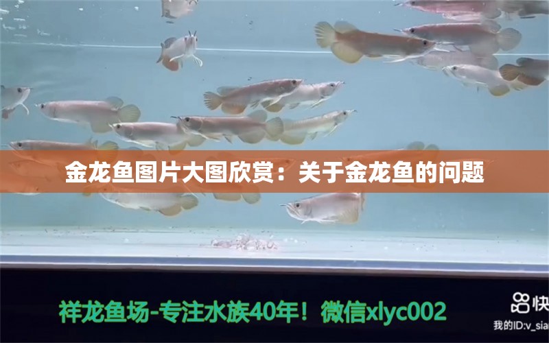 金龙鱼图片大图欣赏：关于金龙鱼的问题 水族问答 第2张