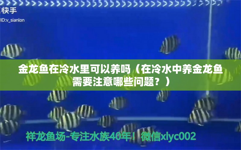 金龙鱼在冷水里可以养吗（在冷水中养金龙鱼需要注意哪些问题？）