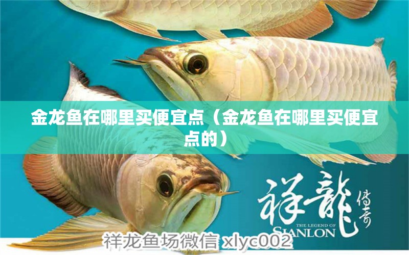 金龙鱼在哪里买便宜点（金龙鱼在哪里买便宜点的） 祥龙水族医院