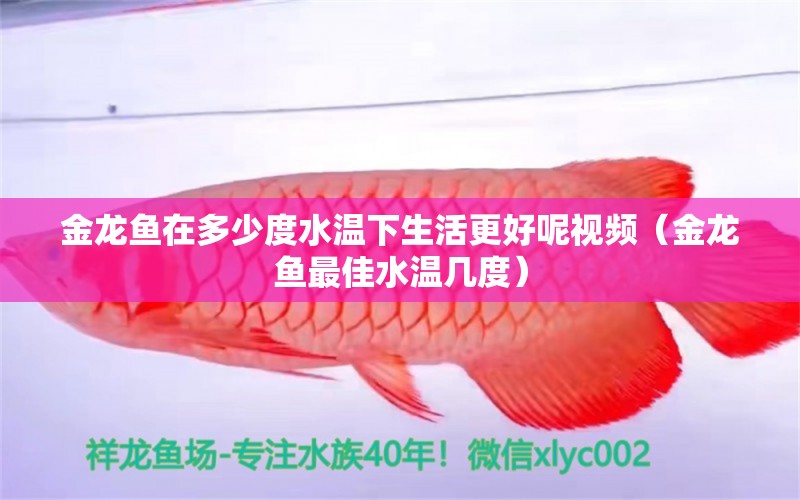 金龙鱼在多少度水温下生活更好呢视频（金龙鱼最佳水温几度） 定时器/自控系统 第1张