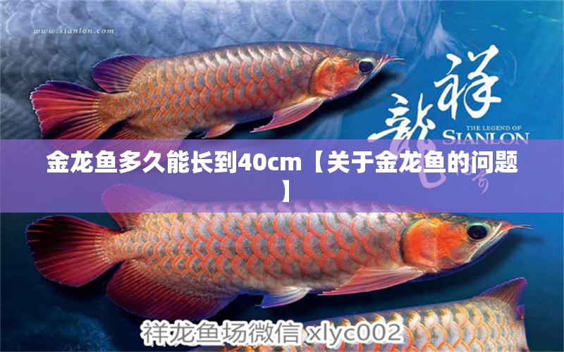 金龙鱼多久能长到40cm【关于金龙鱼的问题】 水族问答 第1张