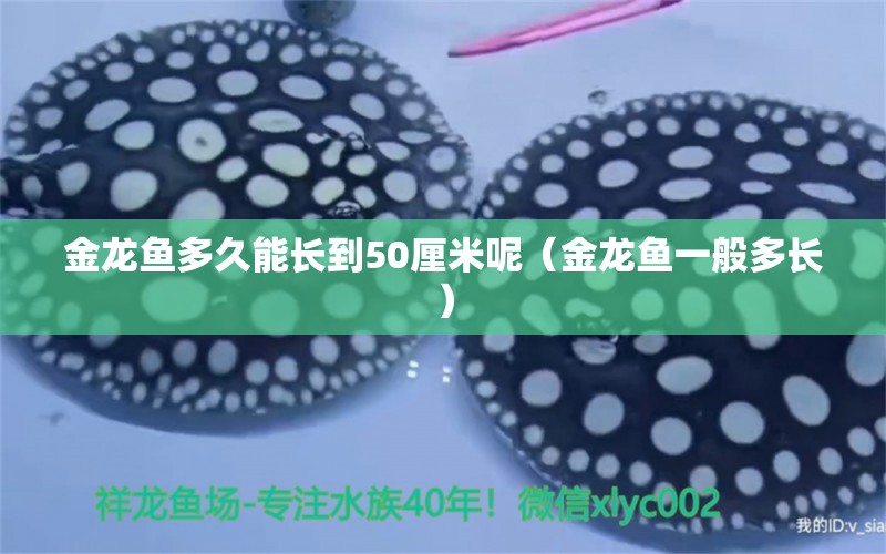 金龙鱼多久能长到50厘米呢（金龙鱼一般多长） 广州观赏鱼批发市场