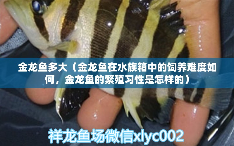 金龙鱼多大（金龙鱼在水族箱中的饲养难度如何，金龙鱼的繁殖习性是怎样的）