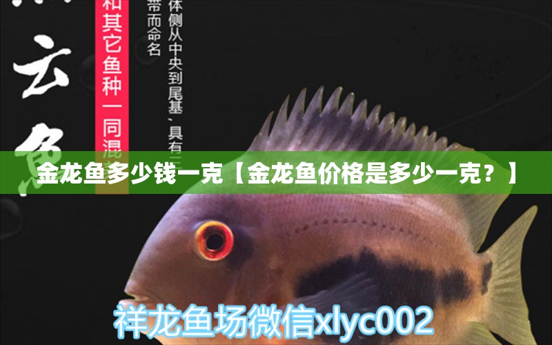 金龙鱼多少钱一克【金龙鱼价格是多少一克？】 水族问答 第2张