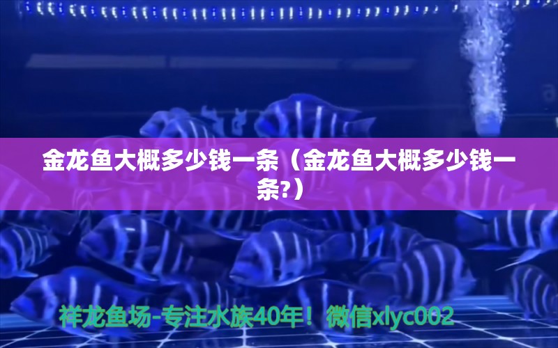 金龙鱼大概多少钱一条（金龙鱼大概多少钱一条?） 广州龙鱼批发市场