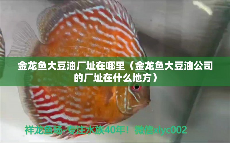 金龙鱼大豆油厂址在哪里（金龙鱼大豆油公司的厂址在什么地方）