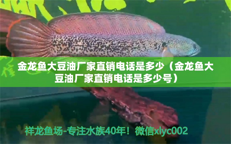 金龙鱼大豆油厂家直销电话是多少（金龙鱼大豆油厂家直销电话是多少号）