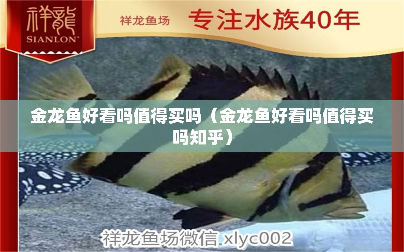 金龙鱼好看吗值得买吗（金龙鱼好看吗值得买吗知乎） 祥龙水族医院