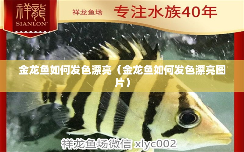 金龙鱼如何发色漂亮（金龙鱼如何发色漂亮图片） 祥龙水族医院