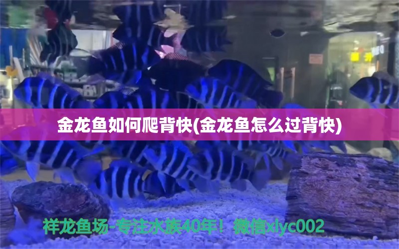 金龙鱼如何爬背快(金龙鱼怎么过背快)