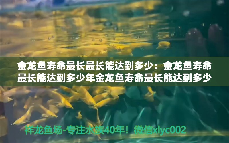 金龙鱼寿命最长最长能达到多少：金龙鱼寿命最长能达到多少年金龙鱼寿命最长能达到多少