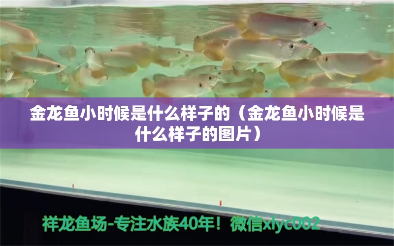 金龙鱼小时候是什么样子的（金龙鱼小时候是什么样子的图片）