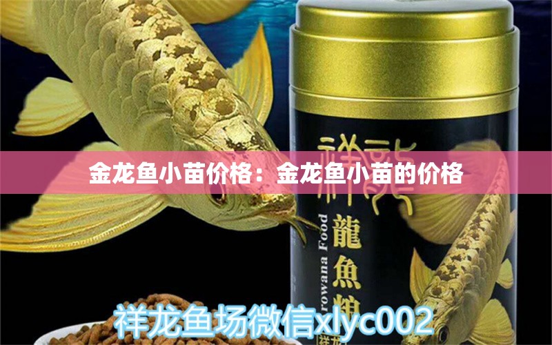 金龙鱼小苗价格：金龙鱼小苗的价格 龙鱼百科 第1张