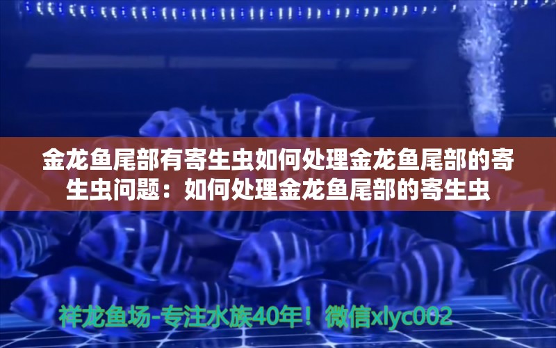 金龙鱼尾部有寄生虫如何处理金龙鱼尾部的寄生虫问题：如何处理金龙鱼尾部的寄生虫