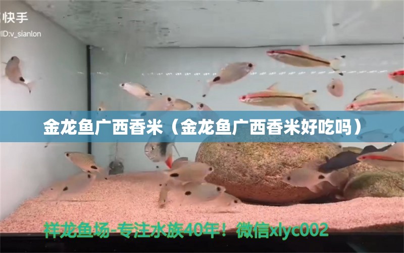 金龙鱼广西香米（金龙鱼广西香米好吃吗） 潜水艇鱼