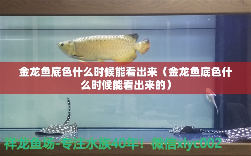 金龙鱼底色什么时候能看出来（金龙鱼底色什么时候能看出来的）