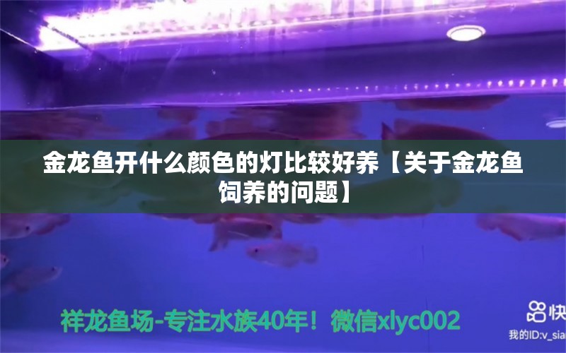 金龙鱼开什么颜色的灯比较好养【关于金龙鱼饲养的问题】 水族问答 第1张