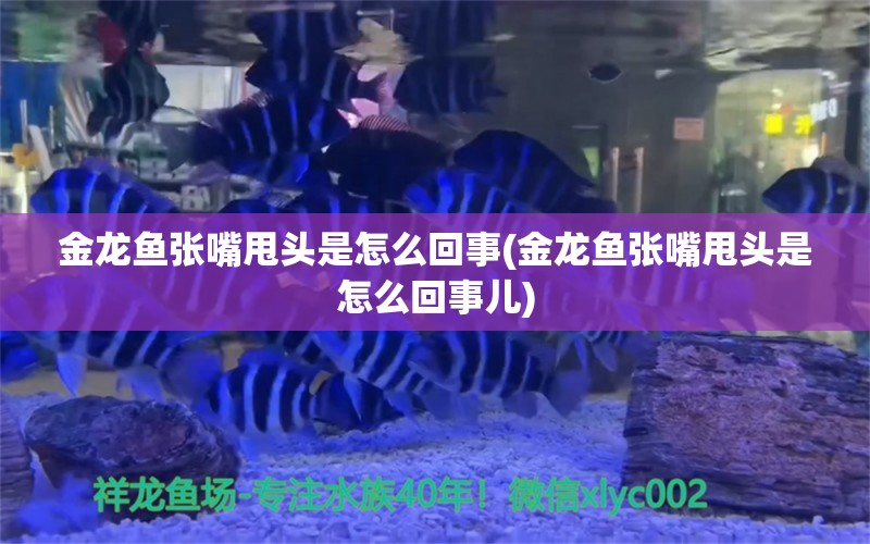 金龙鱼张嘴甩头是怎么回事(金龙鱼张嘴甩头是怎么回事儿) 海水鱼