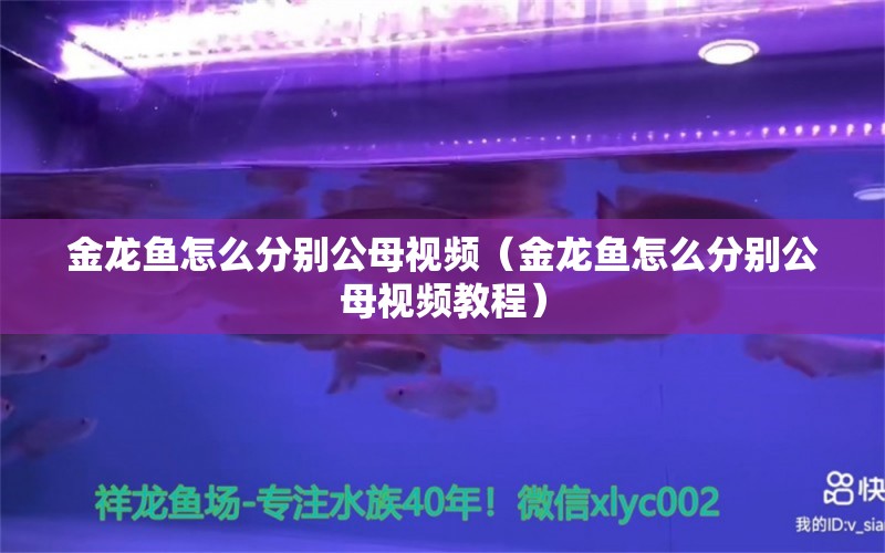 金龙鱼怎么分别公母视频（金龙鱼怎么分别公母视频教程） 祥龙水族医院