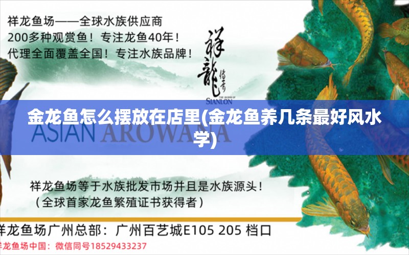 金龙鱼怎么摆放在店里(金龙鱼养几条最好风水学) 白化火箭