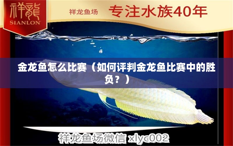 金龙鱼怎么比赛（如何评判金龙鱼比赛中的胜负？） 水族问答 第2张