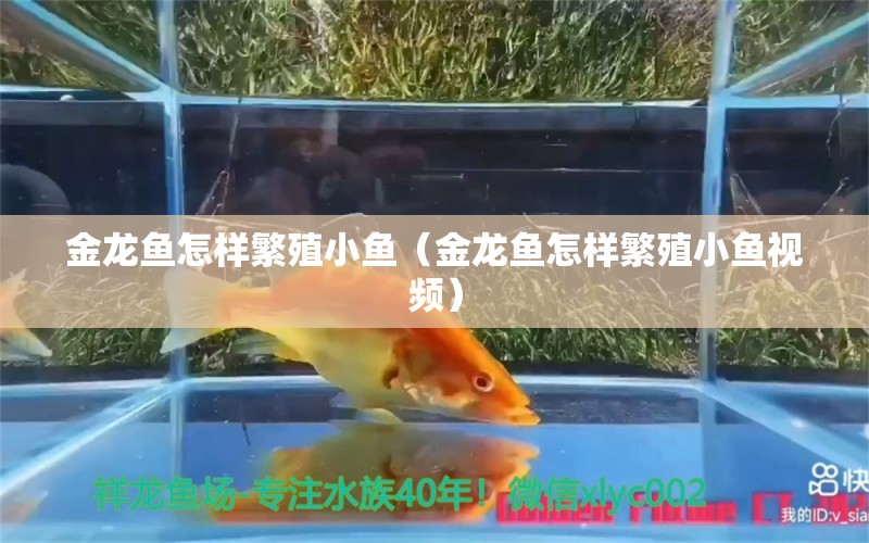 金龙鱼怎样繁殖小鱼（金龙鱼怎样繁殖小鱼视频） 鱼缸水质稳定剂