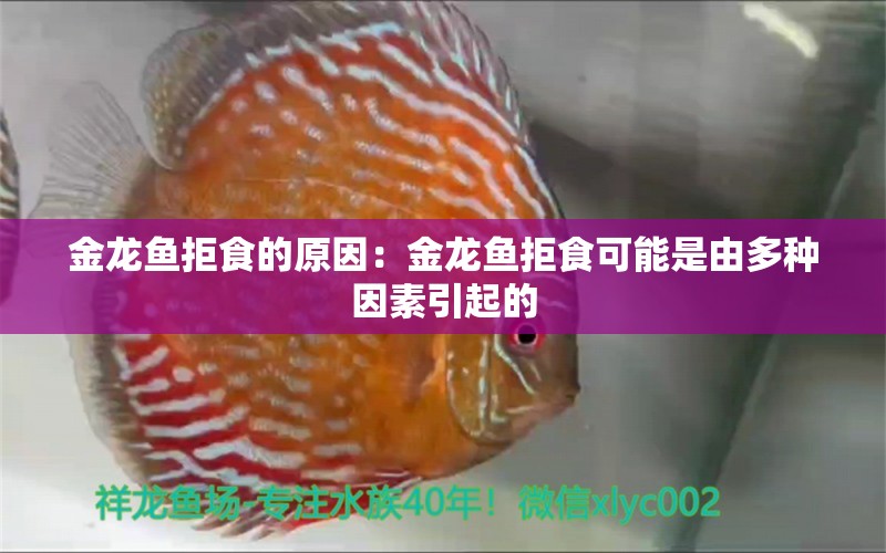 金龙鱼拒食的原因：金龙鱼拒食可能是由多种因素引起的 龙鱼百科 第1张