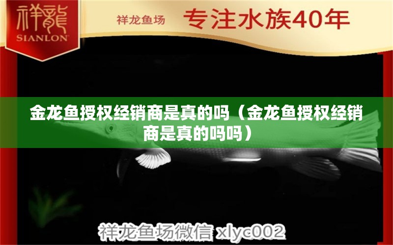 金龙鱼授权经销商是真的吗（金龙鱼授权经销商是真的吗吗） 观赏鱼市场（混养鱼）