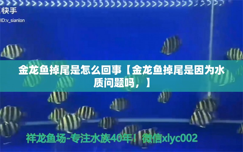 金龙鱼掉尾是怎么回事【金龙鱼掉尾是因为水质问题吗，】