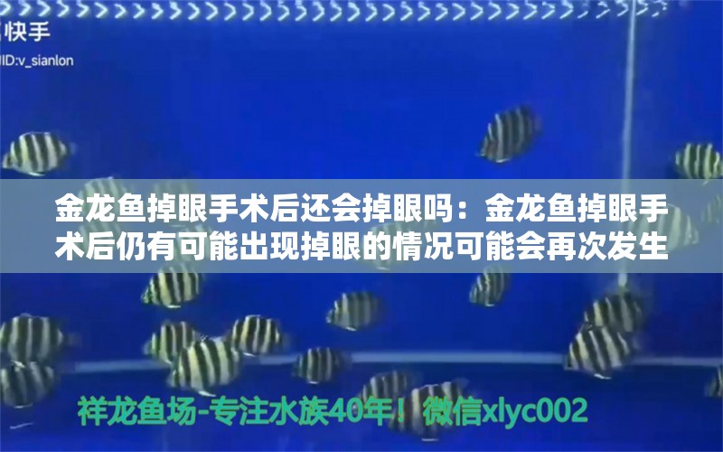 金龙鱼掉眼手术后还会掉眼吗：金龙鱼掉眼手术后仍有可能出现掉眼的情况可能会再次发生