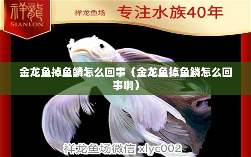 金龙鱼掉鱼鳞怎么回事（金龙鱼掉鱼鳞怎么回事啊） 祥龙水族医院