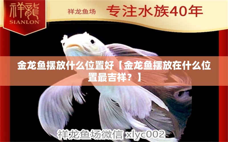 金龙鱼摆放什么位置好【金龙鱼摆放在什么位置最吉祥？】 水族问答 第2张