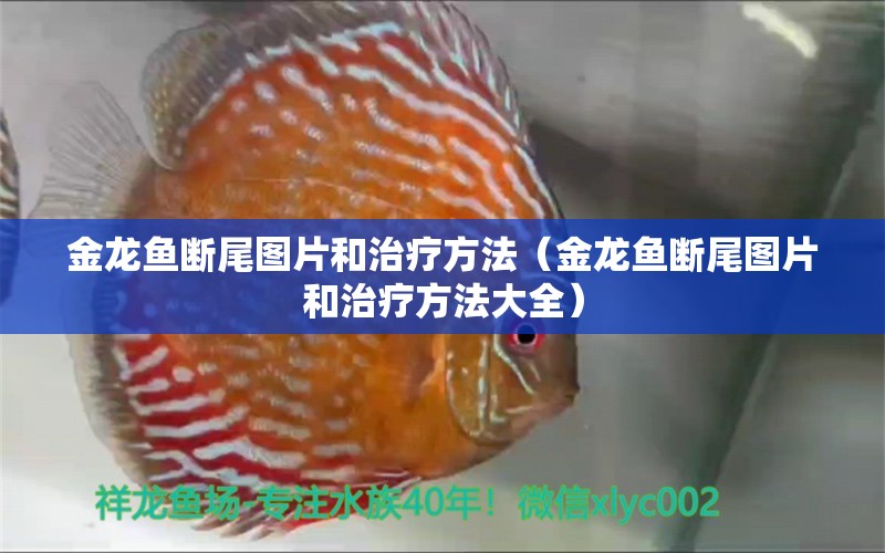 金龙鱼断尾图片和治疗方法（金龙鱼断尾图片和治疗方法大全） 观赏鱼市场（混养鱼）