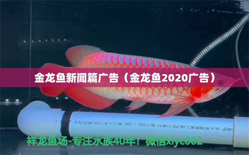 金龙鱼新闻篇广告（金龙鱼2020广告）