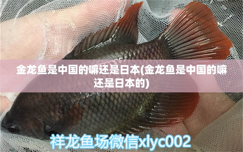 金龙鱼是中国的嘛还是日本(金龙鱼是中国的嘛还是日本的) 埃及神仙鱼