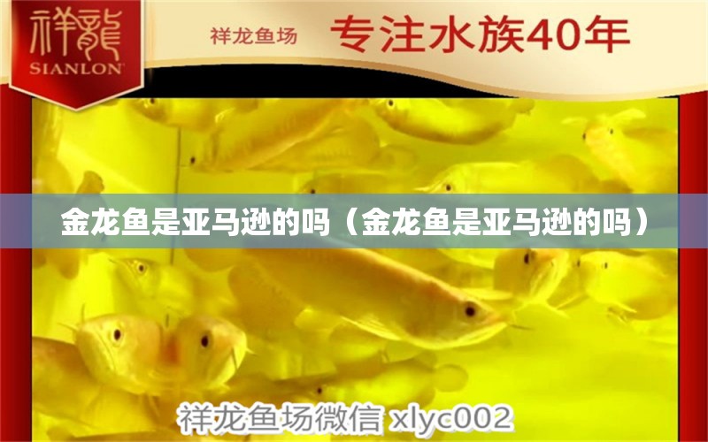 金龙鱼是亚马逊的吗（金龙鱼是亚马逊的吗） 祥龙水族医院