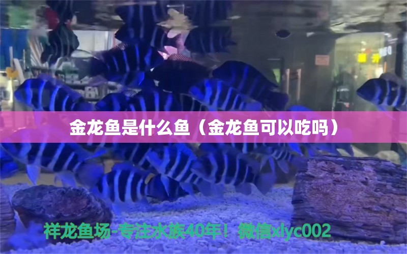 金龙鱼是什么鱼（金龙鱼可以吃吗） 黑金魟鱼