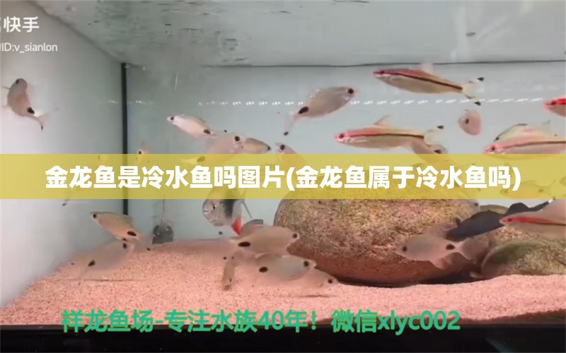 金龙鱼是冷水鱼吗图片(金龙鱼属于冷水鱼吗)