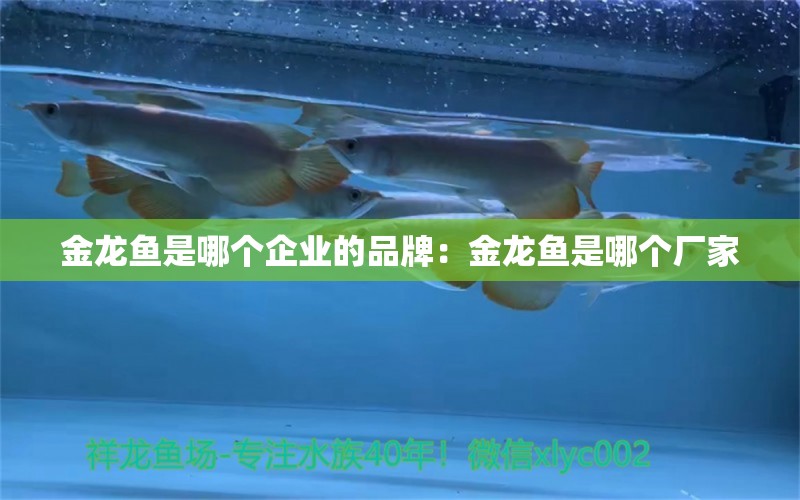 金龙鱼是哪个企业的品牌：金龙鱼是哪个厂家 广州龙鱼批发市场