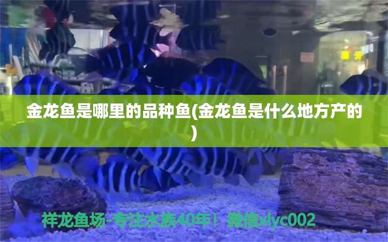 金龙鱼是哪里的品种鱼(金龙鱼是什么地方产的) 帝王血钻