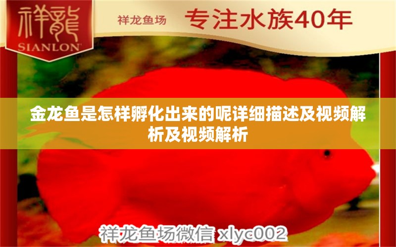 金龙鱼是怎样孵化出来的呢详细描述及视频解析及视频解析 斑马鸭嘴鱼