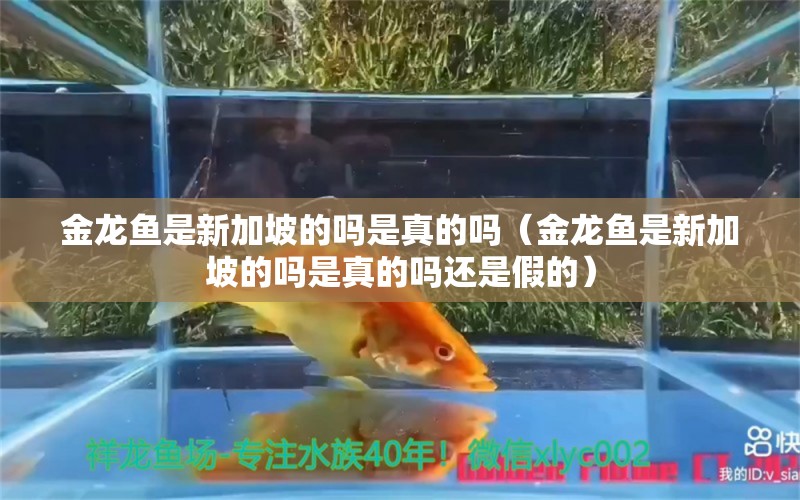 金龙鱼是新加坡的吗是真的吗（金龙鱼是新加坡的吗是真的吗还是假的）