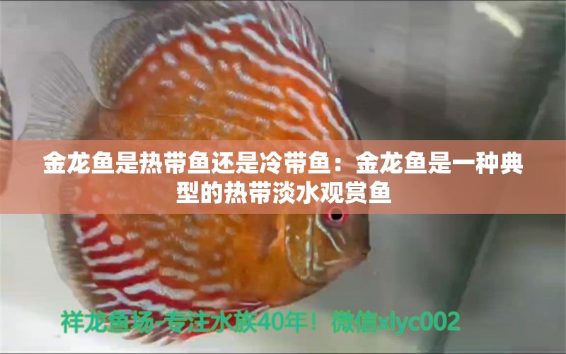 金龙鱼是热带鱼还是冷带鱼：金龙鱼是一种典型的热带淡水观赏鱼