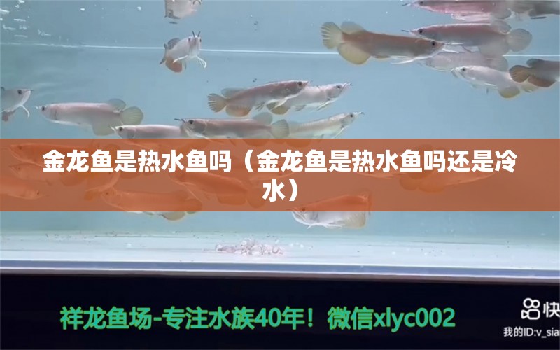 金龙鱼是热水鱼吗（金龙鱼是热水鱼吗还是冷水）