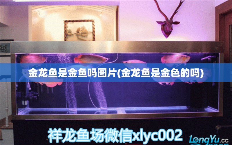 金龙鱼是金鱼吗图片(金龙鱼是金色的吗) 祥龙龙鱼专用水族灯