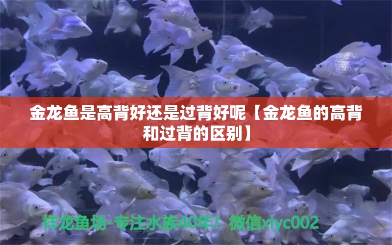 金龙鱼是高背好还是过背好呢【金龙鱼的高背和过背的区别】 水族问答 第2张