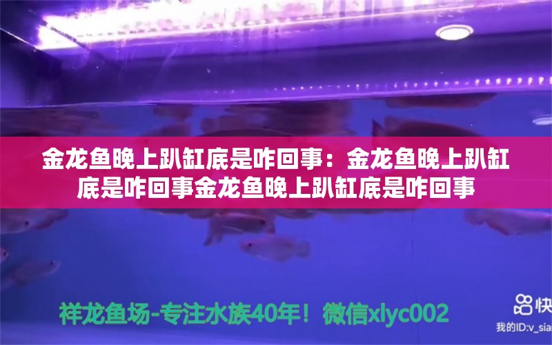 金龙鱼晚上趴缸底是咋回事：金龙鱼晚上趴缸底是咋回事金龙鱼晚上趴缸底是咋回事