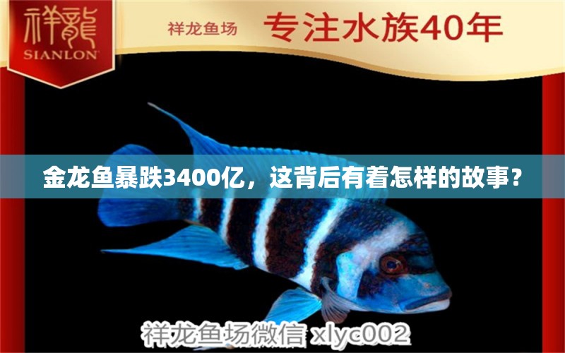 金龙鱼暴跌3400亿，这背后有着怎样的故事？ 观赏鱼