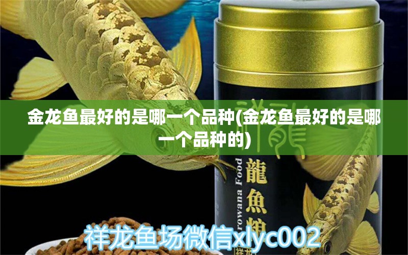 金龙鱼最好的是哪一个品种(金龙鱼最好的是哪一个品种的) 金老虎鱼