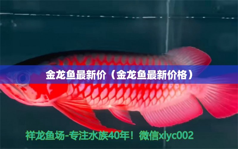 金龙鱼最新价（金龙鱼最新价格） 祥龙水族医院